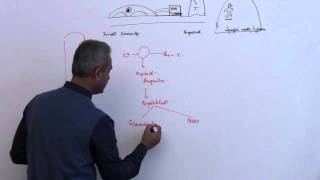 Immunology Neutrophil Lecture 3 Part 7 [upl. by Nich418]