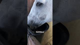 horse cavalli equitazione equestrian equestre maneggio horseing equitation pony [upl. by Aettam]