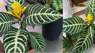 Dania Plants  Aphelandra Squarrosa Dania  The Zebra Plant  ダニア  Be ben [upl. by Ahse]