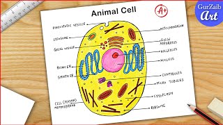 Animal Cell Diagram Drawing CBSE  easy way  labeled Science project  Step by step [upl. by Dekow]