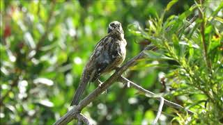 Blackheaded Grosbeak f  Los Liones Cyn  8 1819 [upl. by Beka522]