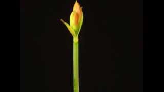 Time Lapse Blooming of an Amaryllis [upl. by Etteiram]