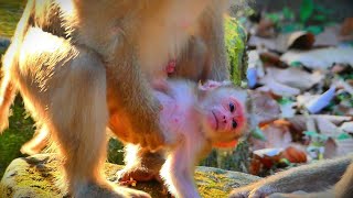 Thats really smart monkey mama help pickup little newly baby monkey [upl. by Elleinod127]