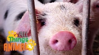 PIG   Animals For Kids  All Things Animal TV [upl. by Sussi]