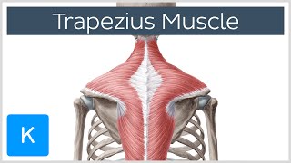 Trapezius Muscle  Origin Insertion Actions  Human Anatomy  Kenhub [upl. by Avenej]