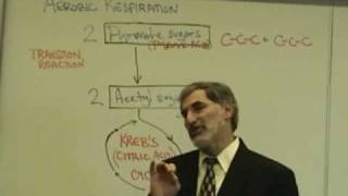 Professor Fink explains CELLULAR RESPIRATION Part 5 O2 Debt Aerobic Resp Krebs Cycle [upl. by Akimed]