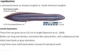 Dipnoi general characters and evolutionary significance [upl. by Hoseia]