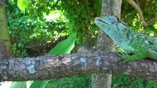 Polychrus marmoratus Chameleon manycoloured tree lizard slow lizard [upl. by Berga]