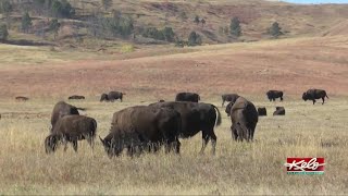 Custer State Park gears up for 57th annual Buffalo Roundup [upl. by Gypsie259]