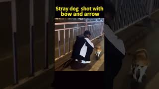 Stray dog ​​smiles after being shot by bow and arrow and rescued rescuedog [upl. by Leilah]