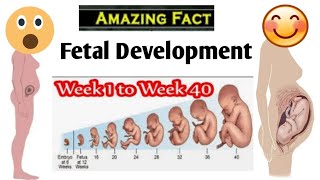 Fetal Development 2 Weeks to 40 Weeks Fertilization Implantation Gods Grace [upl. by Holms]