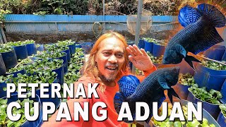 PETERNAK IKAN CUPANG ADUAN DI JATIASIH BEKASI [upl. by Irim]