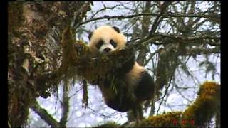 Sichuan Giant Panda Sanctuaries  Wolong Mt Siguniang  UNESCONHK [upl. by Kred815]