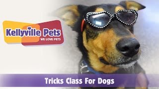 Kellyville Pets  Tricks Class for Dogs [upl. by Nikolaos]