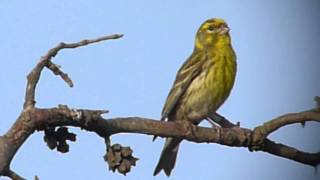 European Serin  Europese Kanarie [upl. by Eissolf]