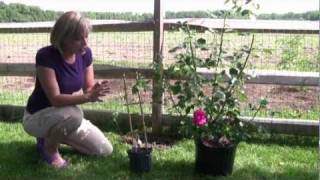 How to Grow and Care for Clematis  StepByStep Gardening [upl. by Fai]