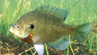 Facts The Bluegill [upl. by Attesor]