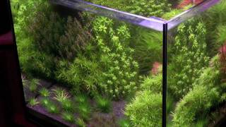 Tonina Style Freshwater Planted Aquarium [upl. by Aiekram]