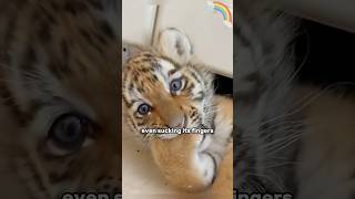 A cute little tiger tiger animal protection shortvideo [upl. by Euqinahc]