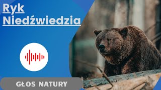 Ryk niedźwiedzia  odgłos niedźwiedzia [upl. by Aisa]