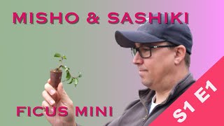 Creating Mame Mini Bonsai from Ficus benjamina Cuttings Cascade and Informal Upright Form [upl. by Ahsekal789]