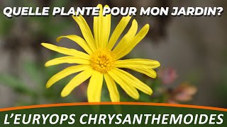 EURYOPS CHRYSANTHEMOIDES  Quelle plante pour mon jardin [upl. by Kluge]