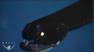 Eerie critters from the deep sea BIG TEETH [upl. by Ppik]