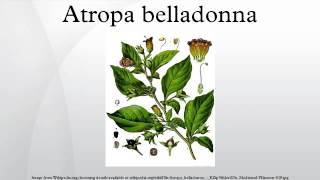 Atropa belladonna [upl. by Roanna]