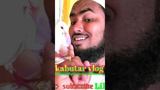 Duaa karo ke salamat rahe meri himmatshortvideos kabutarvideo viralfunny shorts [upl. by Eeryk]