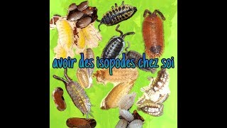 Tout savoir sur les ISOPODES  maintien  terrarium [upl. by Yanat]