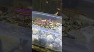 Spawning Rainbow Shiners And minnows for the eel pit [upl. by Milan431]