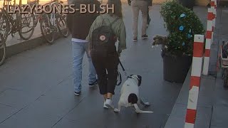 ep 017 The dog was not a big fan of it Bushman Prank Berlin [upl. by Elleb]