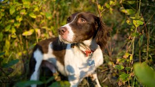 Essential Gear for Hunting with a Brittany Dog [upl. by Lorollas194]