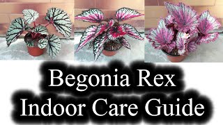 How to Grow and Care of Begonia Rex Indoor CARE GuidePropagation from a Part of a Leave [upl. by Novaj]