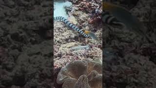 Belcher sea snake the most dangerous snake in the world 100x more then a taipan [upl. by Saum176]