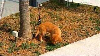 Duke Potty Training Video  Dog Training Singapore [upl. by Anitneuq]