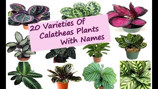 20 Varieties of Calatheas Plants with names  Different types of Prayer Plant  Calathea [upl. by Reppep]