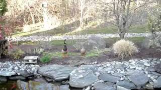 Mallard ducks back to visit backyard goldfish koi pond in the spring [upl. by Kain721]