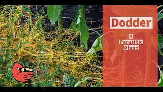 Dodder [upl. by Garrik]