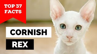 99 of Cornish Rex Cat Owners Dont Know This [upl. by Chemaram]