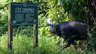 Cassowary in the Wet Tropics Australia オーストラリア湿潤熱帯地域のヒクイドリ [upl. by Maite]