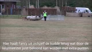 Herding Working Test HWT Heikant [upl. by Hannej]