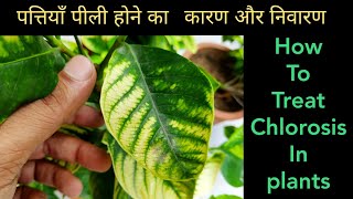 Plants chlorosis treatment yellow leaves in plants iron magnesium n zinc deficiency in plants [upl. by Rozina]