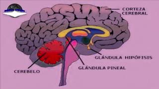 La Glándula Pineal y sus Funciones [upl. by Ydoc]