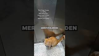 Bu Kedi Merdiven Çıkmaktan Nefret Ediyor ViralHog owner [upl. by Kcirdneh717]