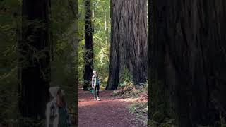 Tall Coast Redwoods of Rockefeller Forest in Humboldt Redwoods State Park in Northern California [upl. by Vizza]