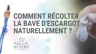 Comment récolter la bave descargot naturellement   Héliciculture Bio [upl. by Remliw]