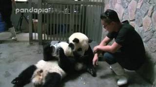 How to take back the basins from panda cubs [upl. by Kern]