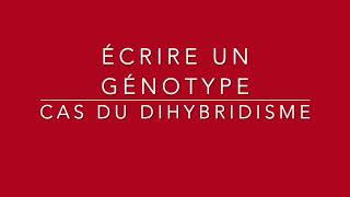 Comment écrire un génotype dans le cas dun dihybridisme [upl. by Sobmalarah670]