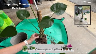 Monstera Deliciosa Repot 🪴 [upl. by Ailama]